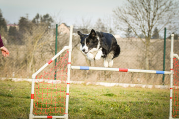 border collie is jumping over the hurdles. Amazing day on czech agility privat training