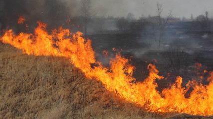 Fire line close up on dry field, bright burning grass, farming danger