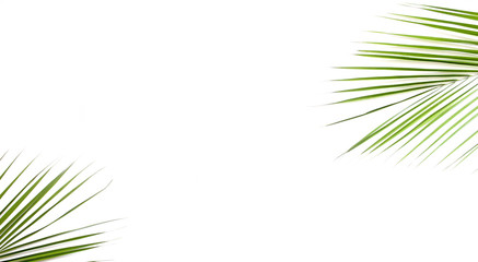 Palm leaf background with copy space. Background for writing travel text.