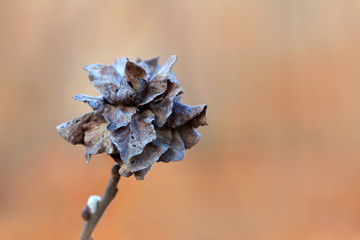 Dried blossom willow rose is formed from infection of a tree with an insect, willow rose-forming...