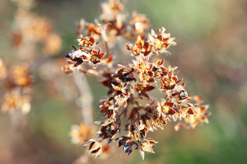 Dry flowers in the spring sunshine