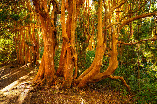 For&ecirc;t d'arrayanes