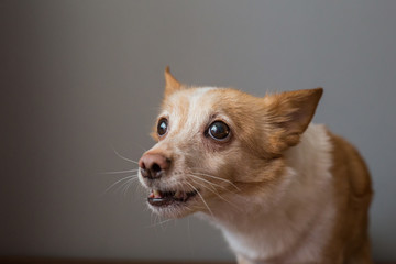 Small dog growls and barks