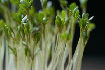 Detail of Lepidium sativum plant. Known as Cress  or Garden cress.