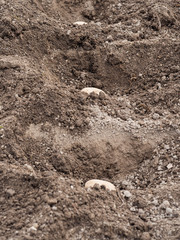 Seed potatoes in trench in soil, gardening in spring