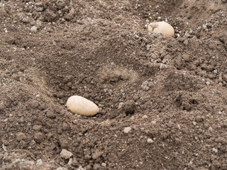 Seed potatoes in trench in soil, gardening in spring
