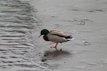 wild duck on a walk near the pond
