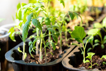  Narrow black plastic containers with tomato and eggplant seedlings. Selective focus.