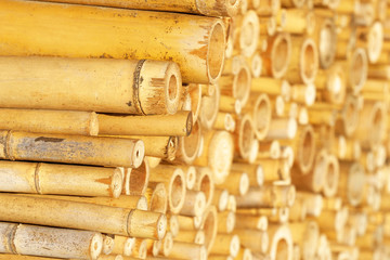 Golden bamboo trunks. Stack of bamboo cuts, bamboo slices background, texture