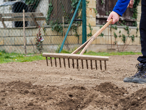 Raking soil with rake in the vegetable garden