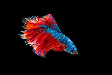 The moving moment beautiful of red and blue siamese betta fish or fancy betta splendens fighting fish in thailand on black background. Thailand called Pla-kad or half moon biting fish. © Soonthorn