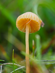 Mycena acicula, commonly known as the orange bonnet mushroom