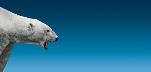 Big aggressive growling polar bear head isolated at gradient blue sky background with copy space,...