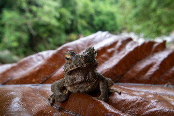 Toad on leaf.