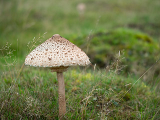 Shaggy Parasol Mushroom in a Meadow, Chlorophyllum rhacodes