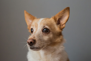 Portrait of a beautiful little smart dog