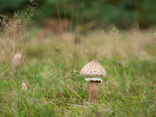 Shaggy Parasol Mushroom in a Meadow, Chlorophyllum rhacodes