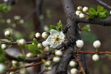 Wflowers of a blooming apple tree, spring