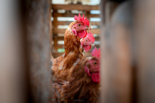 Primer plano de gallinas marrones dentro de un corral. Vista a trav&eacute;s de los barrotes.