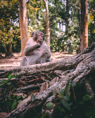 Monkey at Angkor Wat in Cambodia, Siem Reap