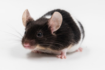 small hamster pet with isolated background