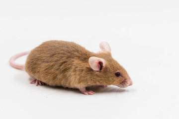 albino mouse isolated on white background