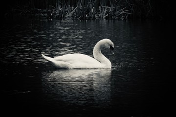 Black and white, silver tone swan on the lake