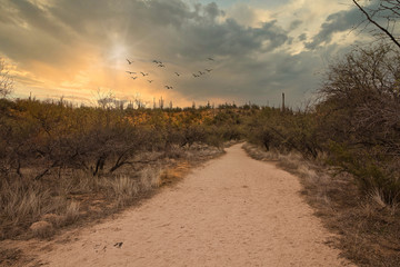 Catalina State Park is situated just outside Tucson proper and is a favorite of hikers, photographers and nature lovers alike. It was a cloudy, rainy Thanksgiving weekend and the sky and desert landsc