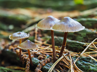 Brown Bonnet Fungi in Wood