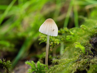 Macro shot of very Small White Fungi