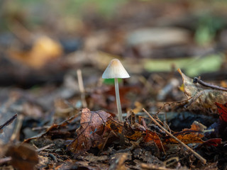 White Bonnet Fungi in Wood