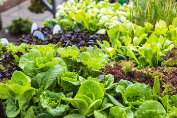 Beautiful and fresh variety of lettuces for sale in a garden center