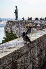 Crow or raven in a cold day sitting on a stone at Buda castle in Budapest, Hungary.