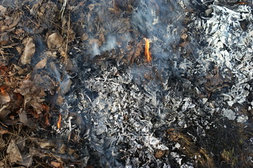 Last year's leaves and dry grass are burned at the stake
