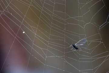 Toile d'araignée et moucheron