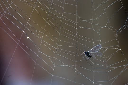 159 Best Moucheron Images Stock Photos Vectors Adobe Stock