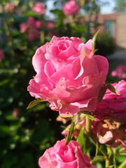 red, roses, pink, flower, rose, nature, bouquet, flowers, love, garden, blossom, floral, petal, plant, beautiful, gift, valentine, beauty, bloom, green, petals, white, flora, isolated, wedding