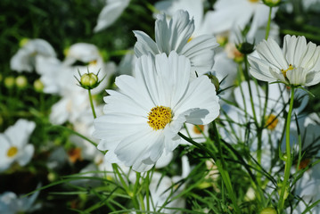 Fototapeta premium Close-up White Flower with Yellow Pollens in Flowering Field