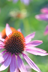 Bright and vibrant flower garden scene with close up of a pale pink purple coneflower, Echinacea purpurea, family Asteraceae. Shallow depth of field.