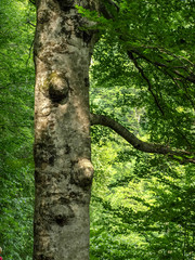 interesting trees with various growths