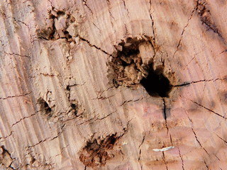 
Texture: saw cut wood cherry