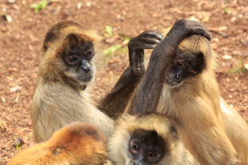 A group of black-handed spider monkeys, native to Central America. One of them is grooming another