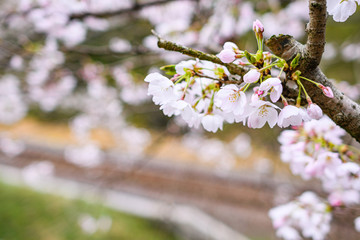 日本の桜