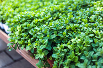 Close up of beautiful mint plants for sale in a garden center