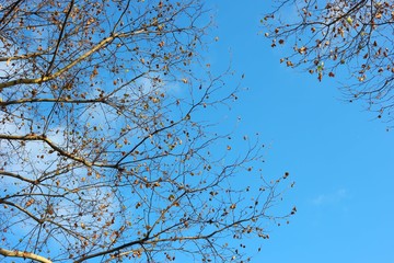 tree branches against blue sky