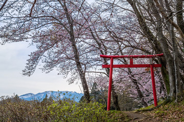 日本の桜