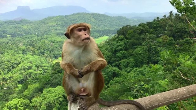 Toque Macaque (Macaca Sinica) Siting On The Fence In Green Jungle, Red Ape. Tropical Hills, Beautiful Landscape, Panoramic View. Crested Wild Monkeys In Nature Habitat, Kandy, Sri Lanka, Asia.