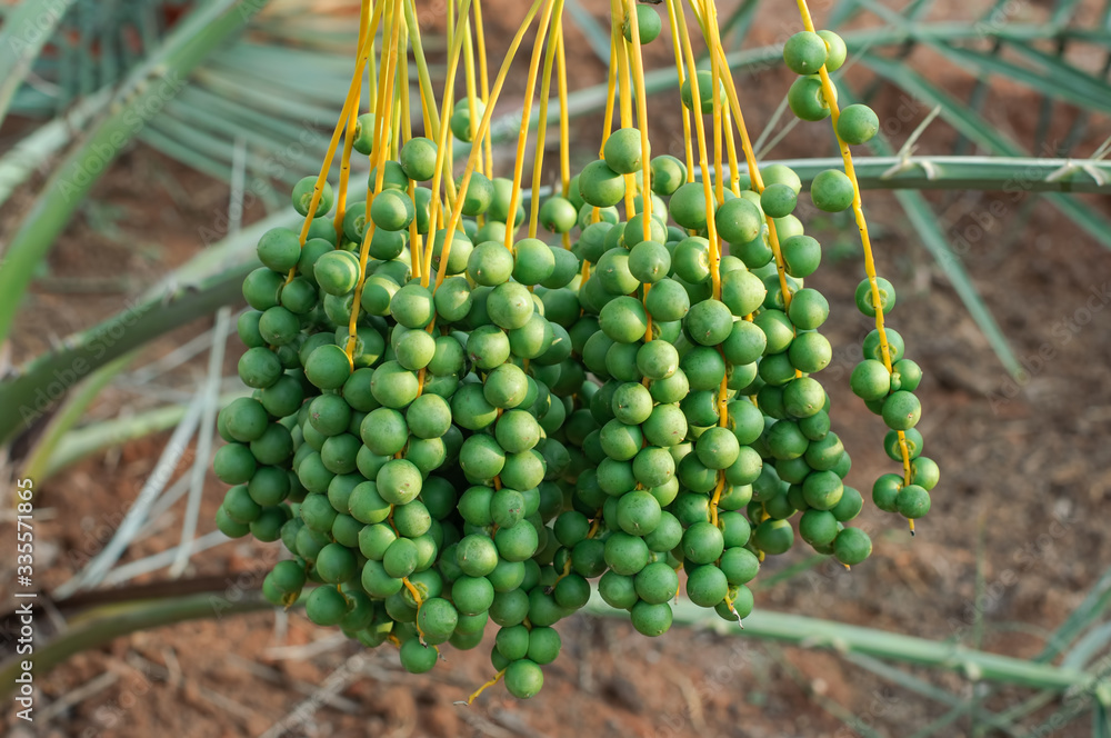 Wall mural Green young date palm hanging on tree.