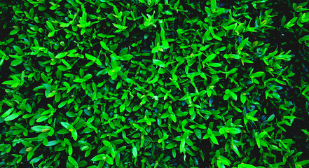 Abstract background of dark green leaves

