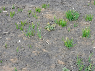 
dry cracked earth and green sprouts that climb out of the ground